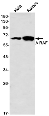 A-Raf  Rabbit mAb ABZ3252