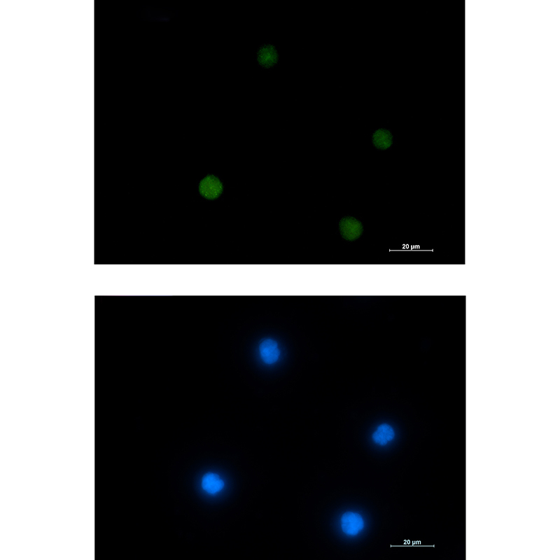 ACTL6A Rabbit mAb ABZ3254