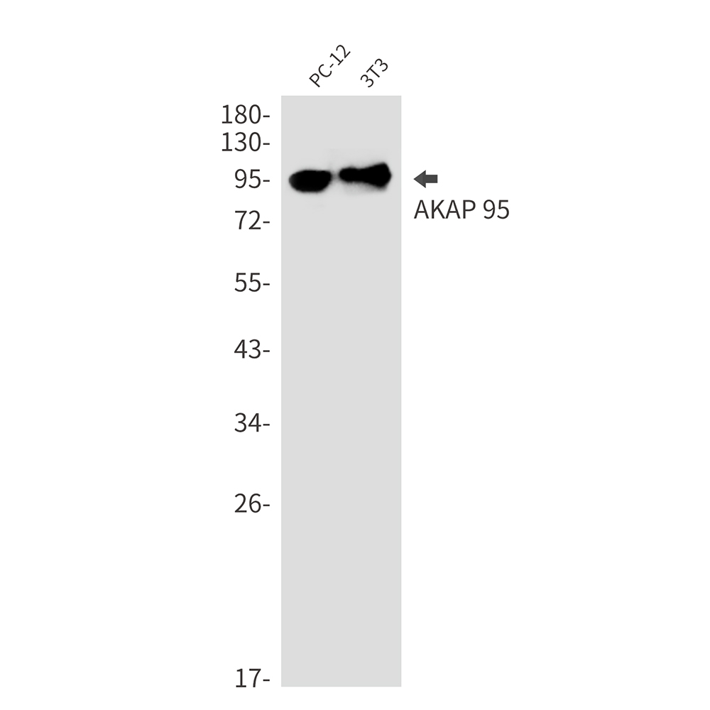 AKAP95 Rabbit mAb ABZ3255
