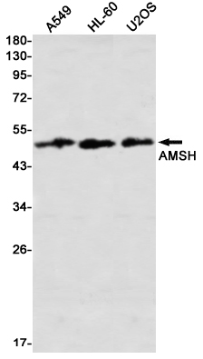 AMSH Rabbit mAb ABZ3257