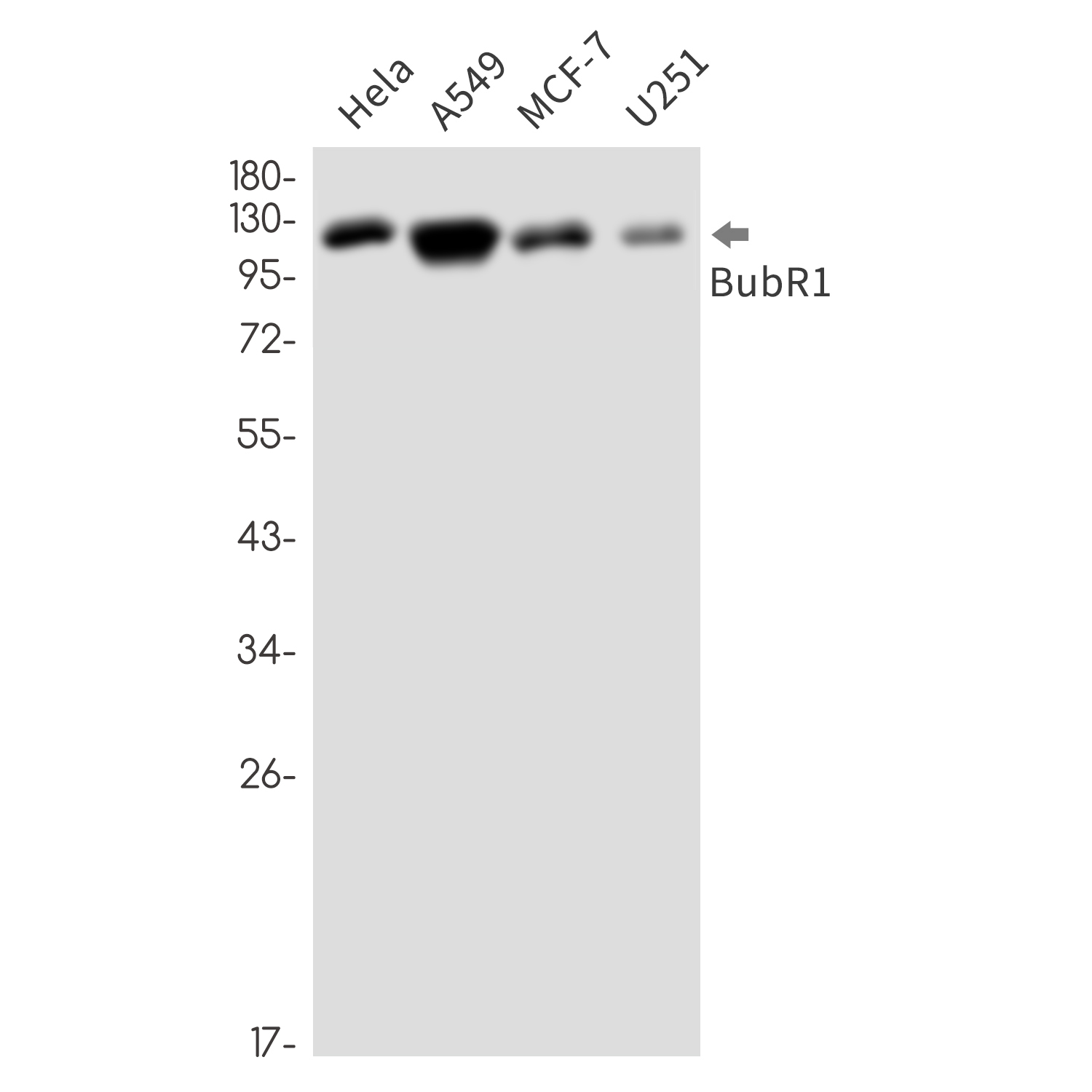BubR1 Rabbit mAb ABZ3264
