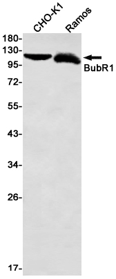 BubR1 Rabbit mAb ABZ3265
