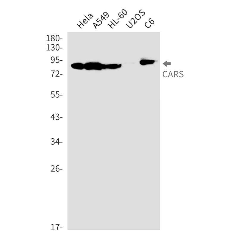 CARS Rabbit mAb ABZ3269