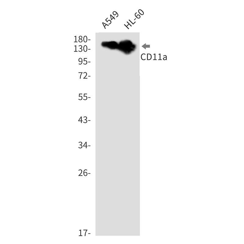 CD11a Rabbit mAb ABZ3271