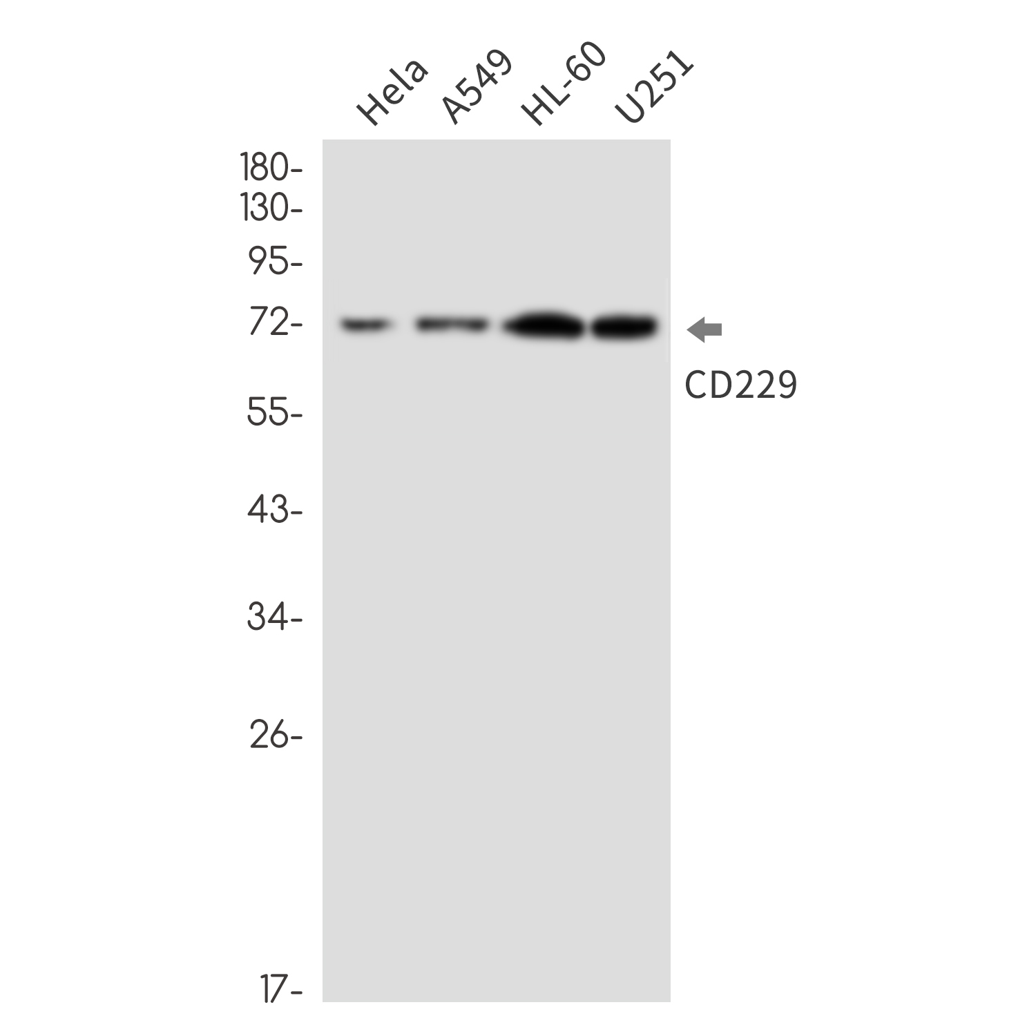 CD229 Rabbit mAb ABZ3272
