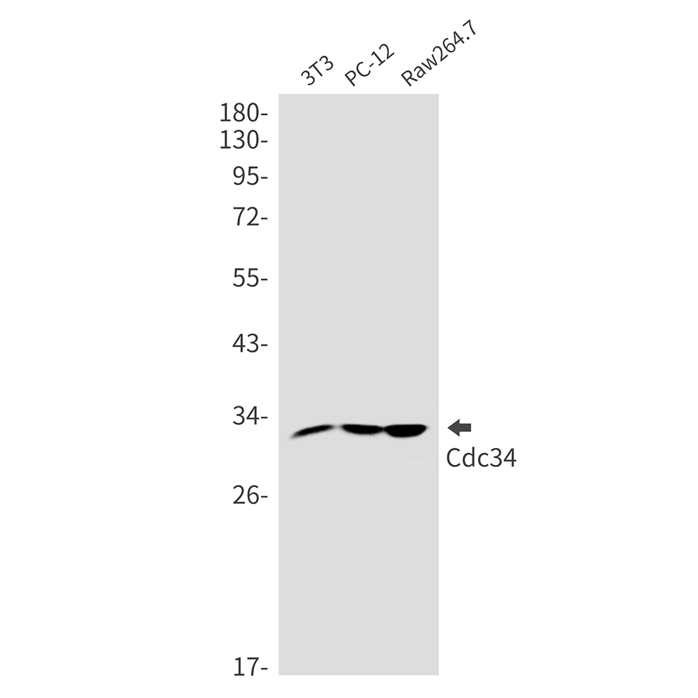 CDC34 Rabbit mAb ABZ3274