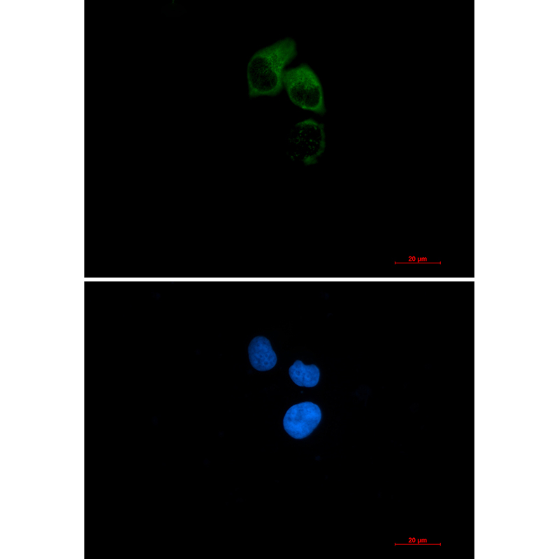 CEP55 Rabbit mAb ABZ3275