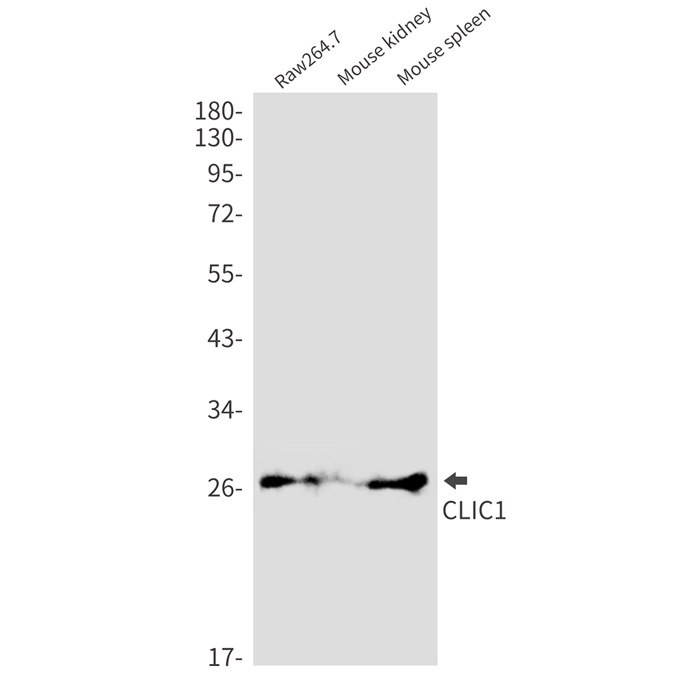 CLIC1 Rabbit mAb ABZ3277
