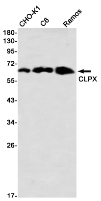 CLPX Rabbit mAb ABZ3278