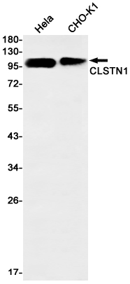 CLSTN1 Rabbit mAb ABZ3279