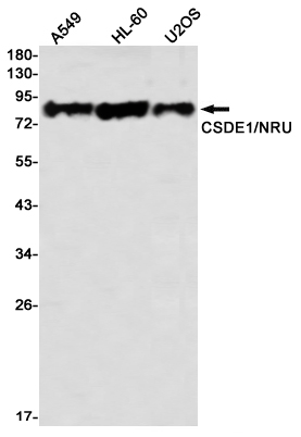 CSDE1/NRU Rabbit mAb ABZ3280