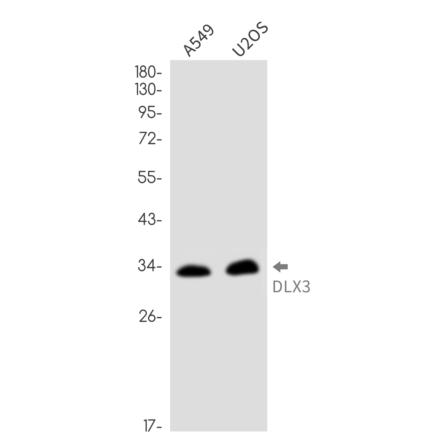 DLX3 Rabbit mAb ABZ3285