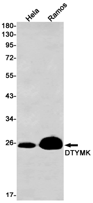 DTYMK Rabbit mAb ABZ3286