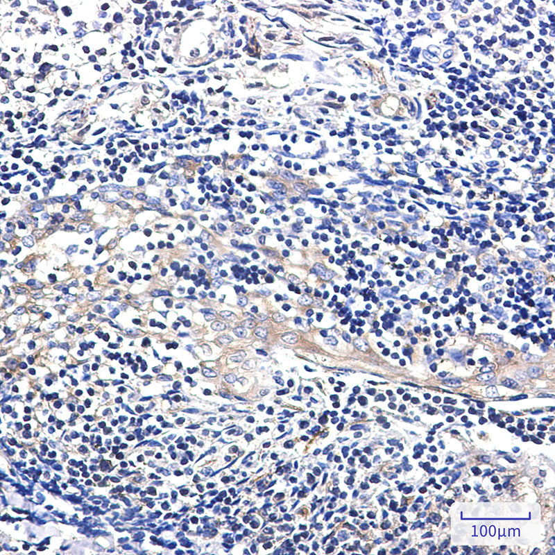 EBP1 Rabbit mAb ABZ3287