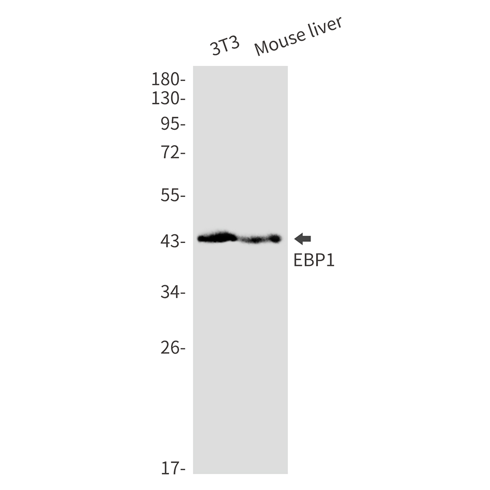EBP1 Rabbit mAb ABZ3287