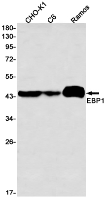 EBP1 Rabbit mAb ABZ3287