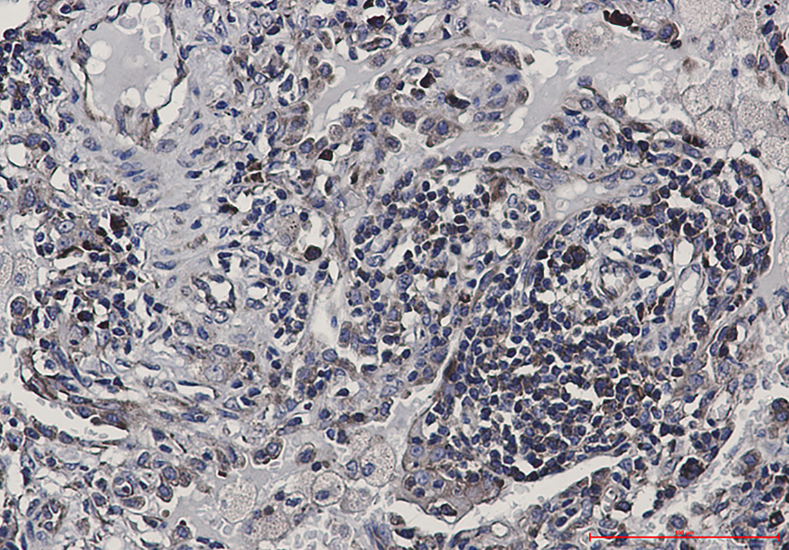 eIF4B Rabbit mAb ABZ3289