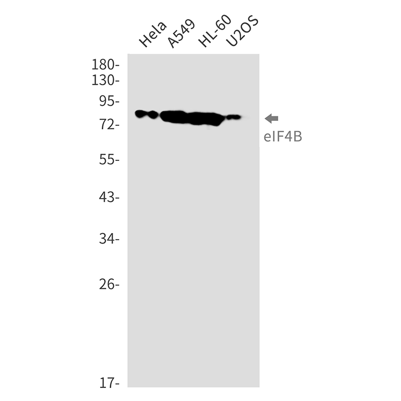 eIF4B Rabbit mAb ABZ3289