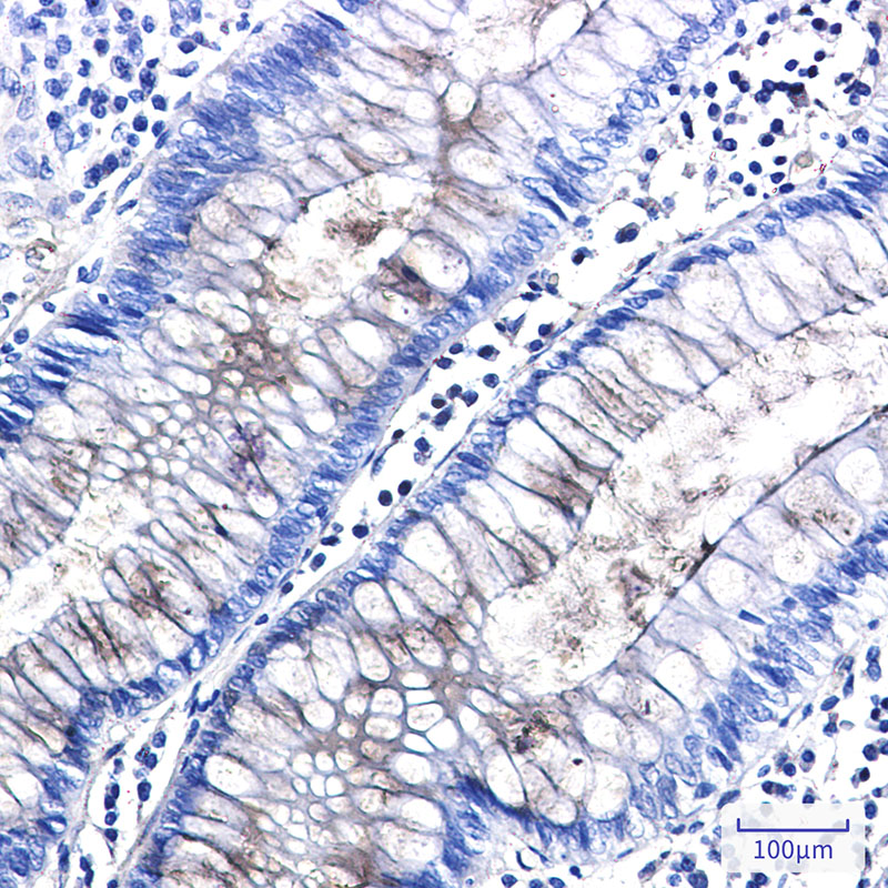 Entactin Rabbit mAb ABZ3290