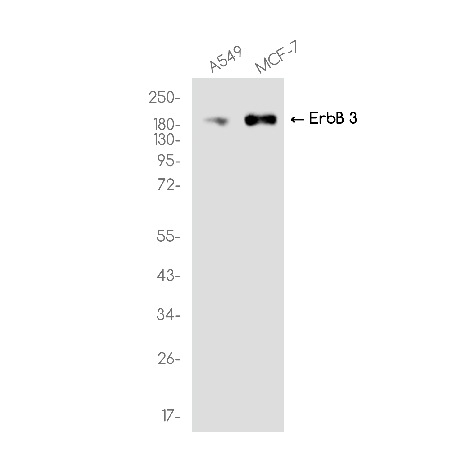 ErbB3 / HER3 Rabbit mAb ABZ3291