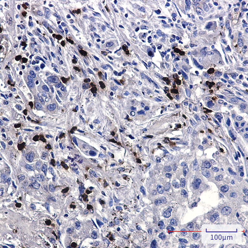 FE65 Rabbit mAb ABZ3296
