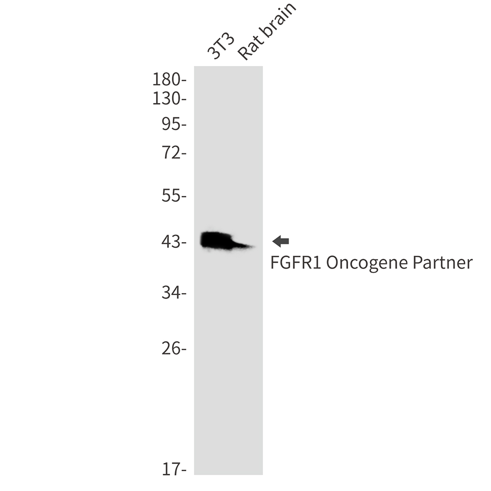 FGFR1 Oncogene Partner Rabbit mAb ABZ3297