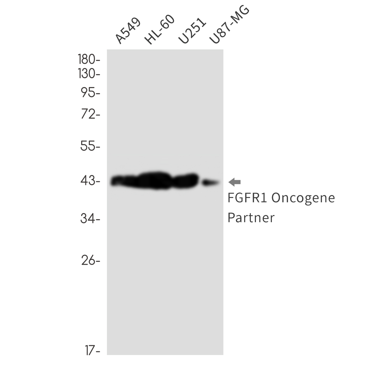FGFR1 Oncogene Partner Rabbit mAb ABZ3297