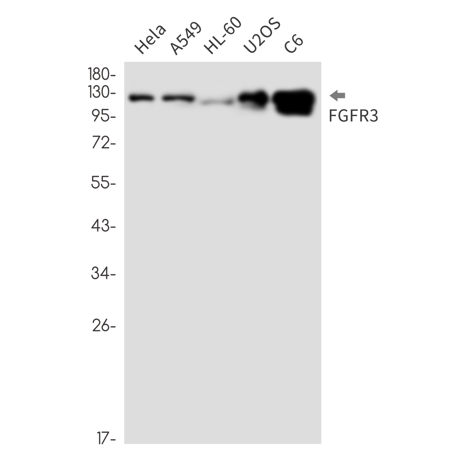 FGFR3 Rabbit mAb ABZ3298