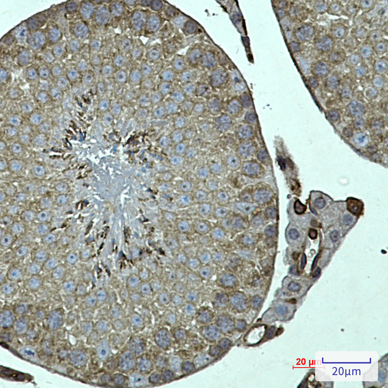 FKBP6 Rabbit mAb ABZ3299