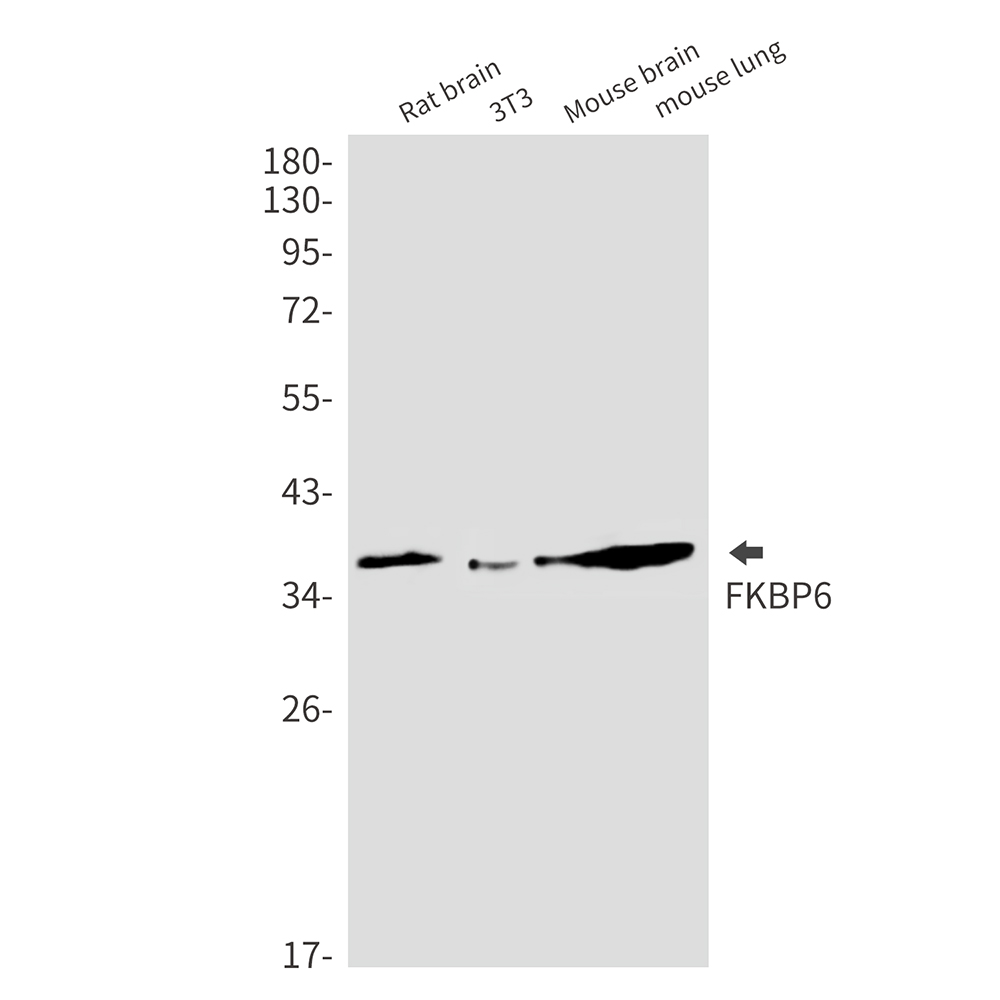 FKBP6 Rabbit mAb ABZ3299