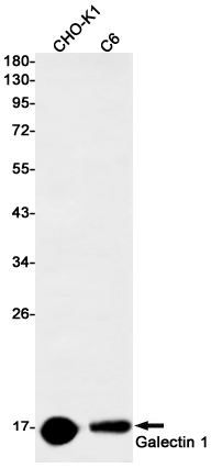 Galectin 1 Rabbit mAb ABZ3300