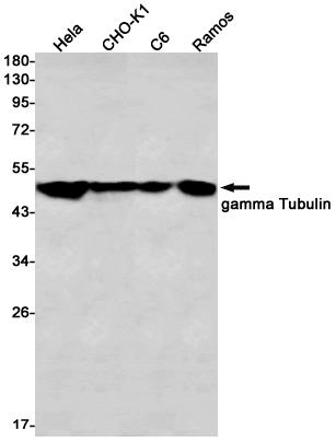 gamma Tubulin Rabbit mAb ABZ3303