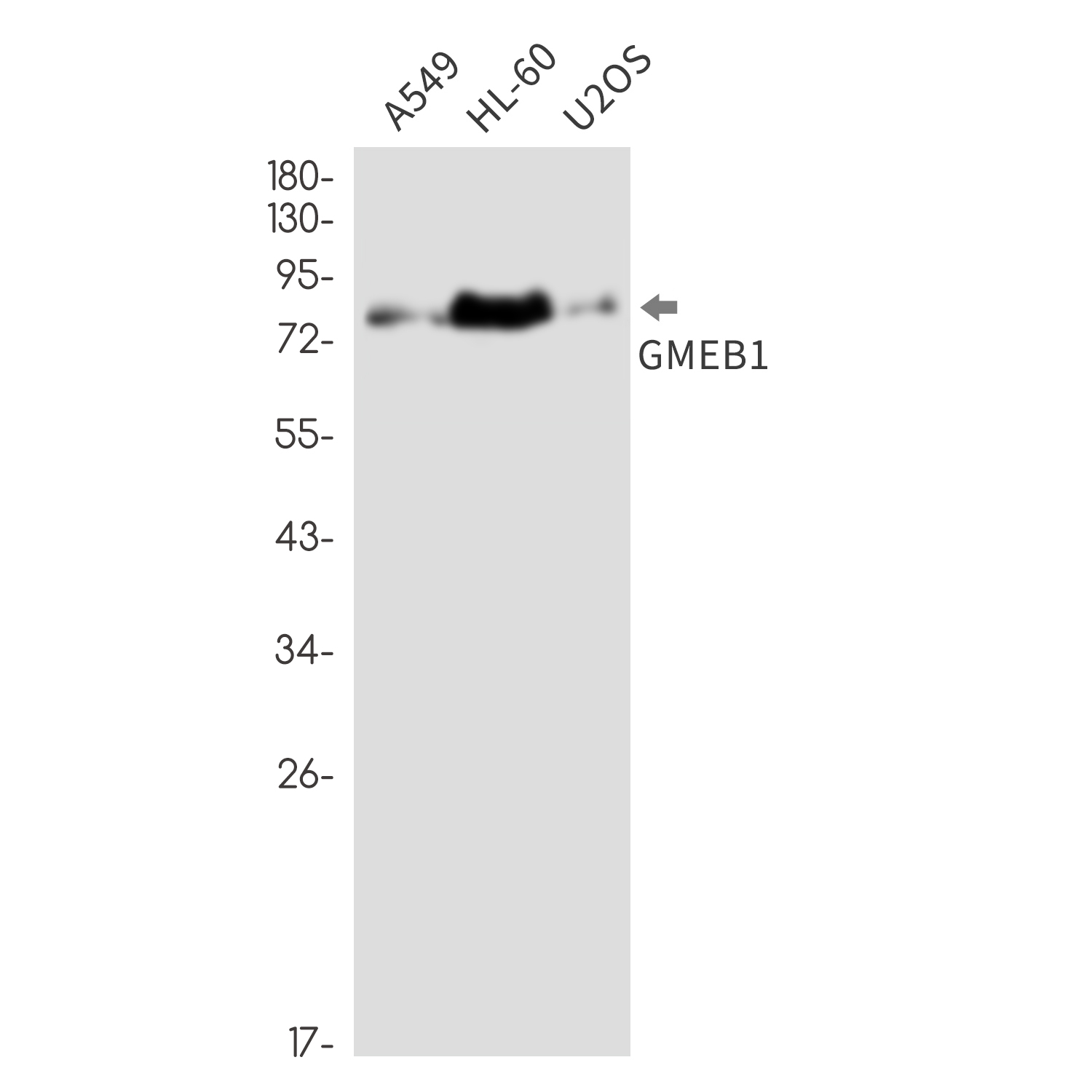 GMEB1 Rabbit mAb ABZ3305