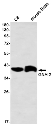 GNAI2 Rabbit mAb ABZ3306