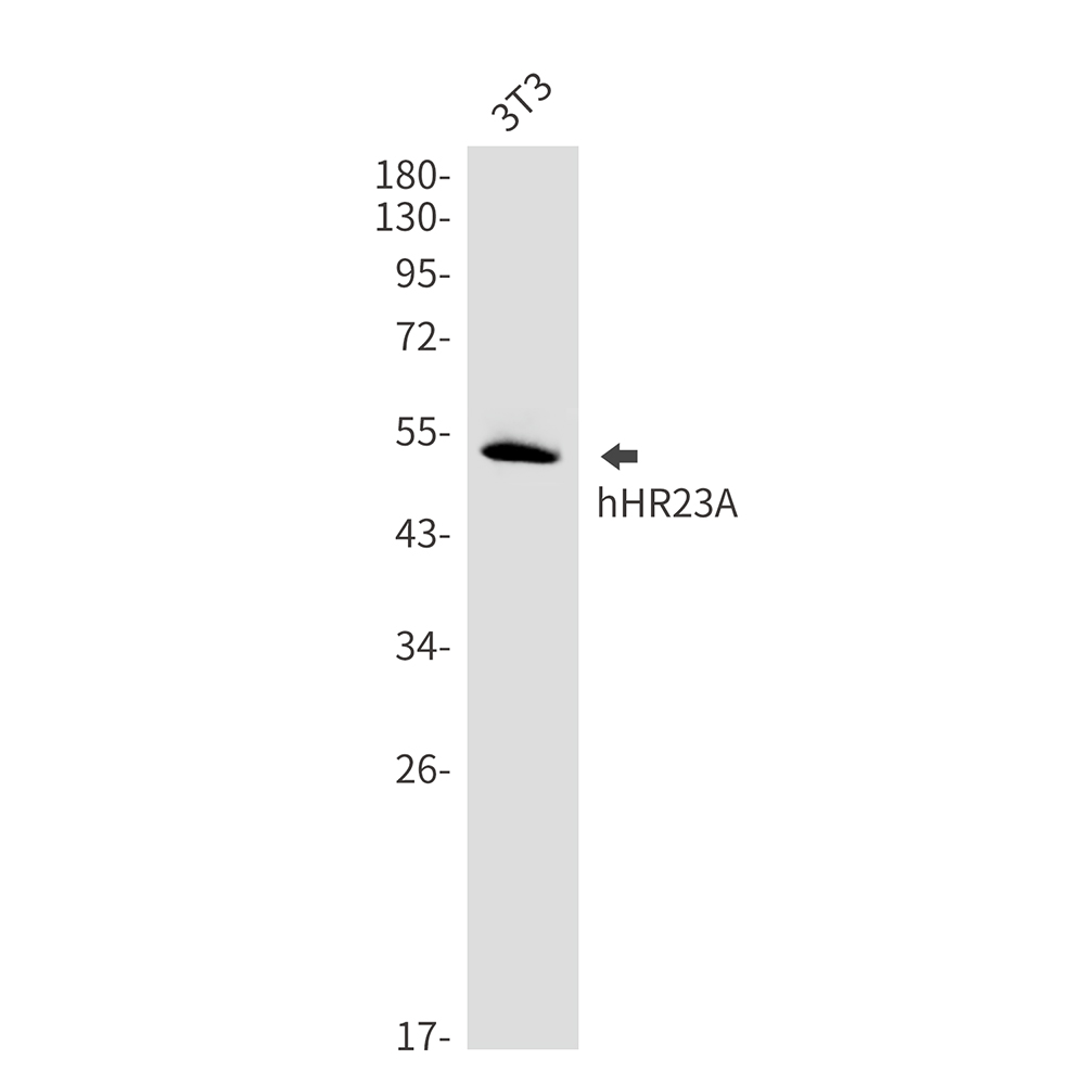 hHR23A Rabbit mAb ABZ3309