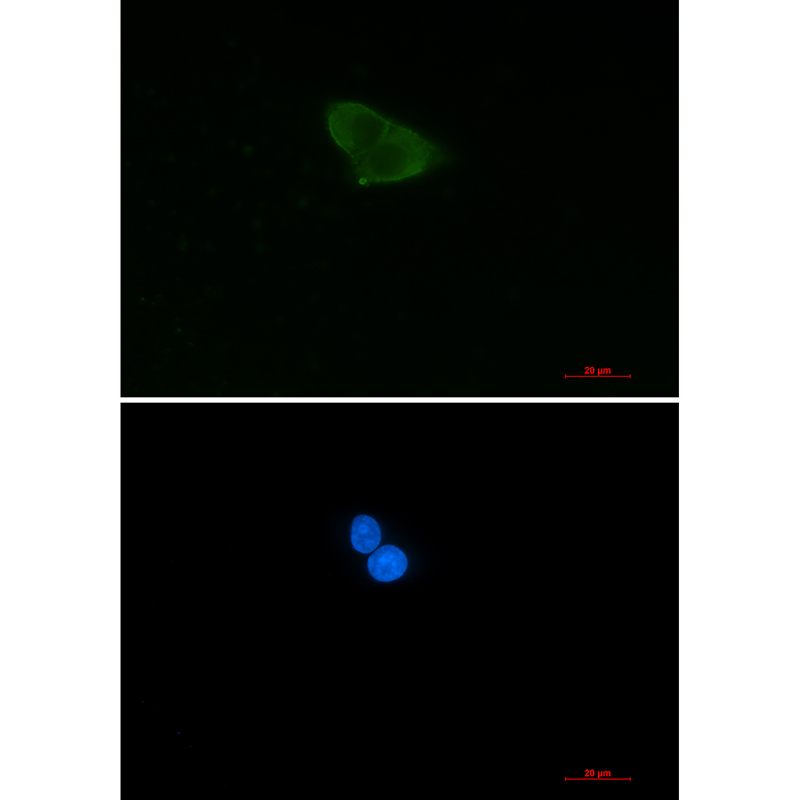 HINT1 Rabbit mAb ABZ3310