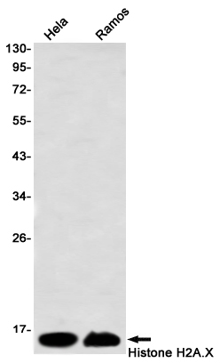 Histone H2A.X Rabbit mAb ABZ3311