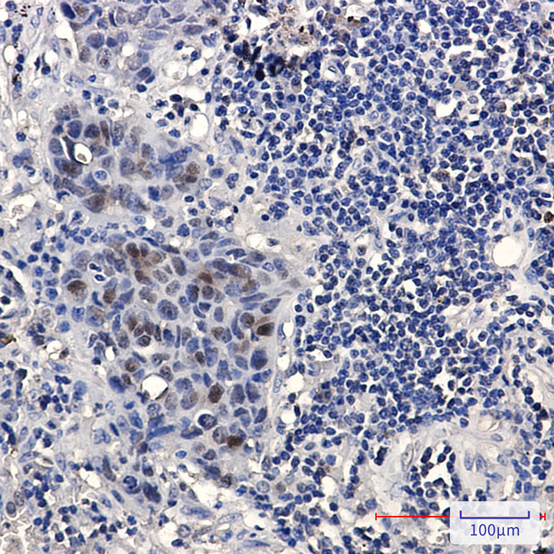 HMG4 Rabbit mAb ABZ3312