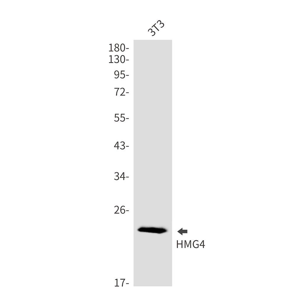 HMG4 Rabbit mAb ABZ3312