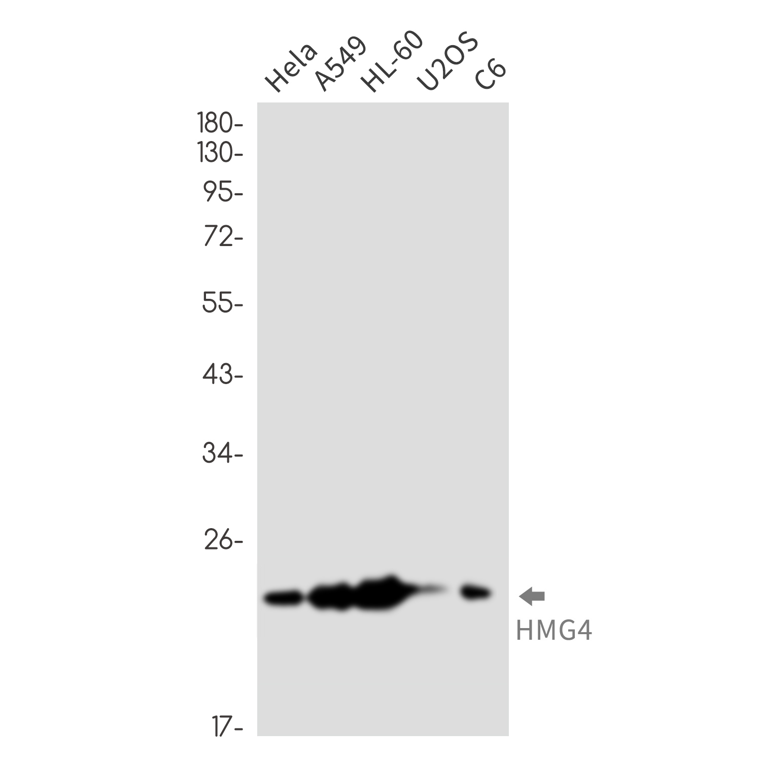 HMG4 Rabbit mAb ABZ3312