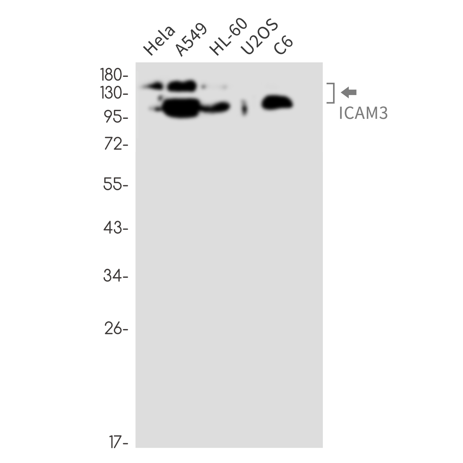 ICAM3 Rabbit mAb ABZ3314