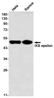 IKB epsilon Rabbit mAb ABZ3317
