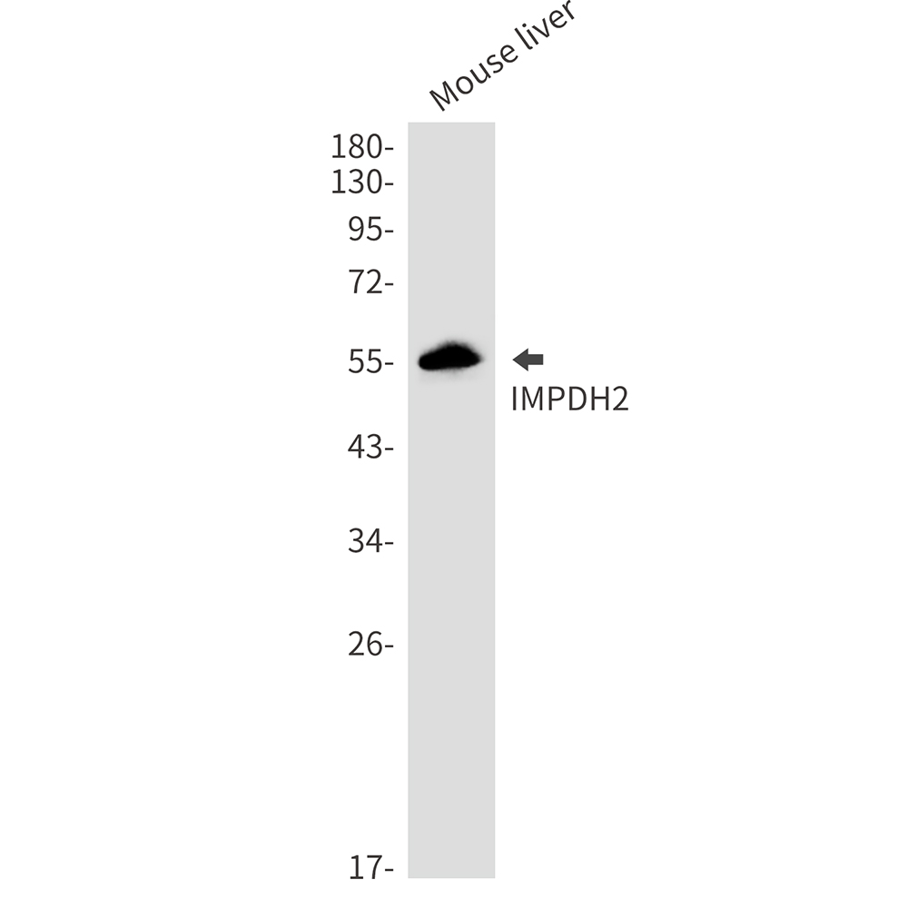 IMPDH2 Rabbit mAb ABZ3320