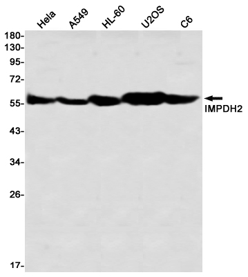 IMPDH2 Rabbit mAb ABZ3320