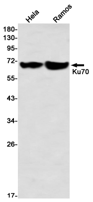 Ku70 Rabbit mAb ABZ3324