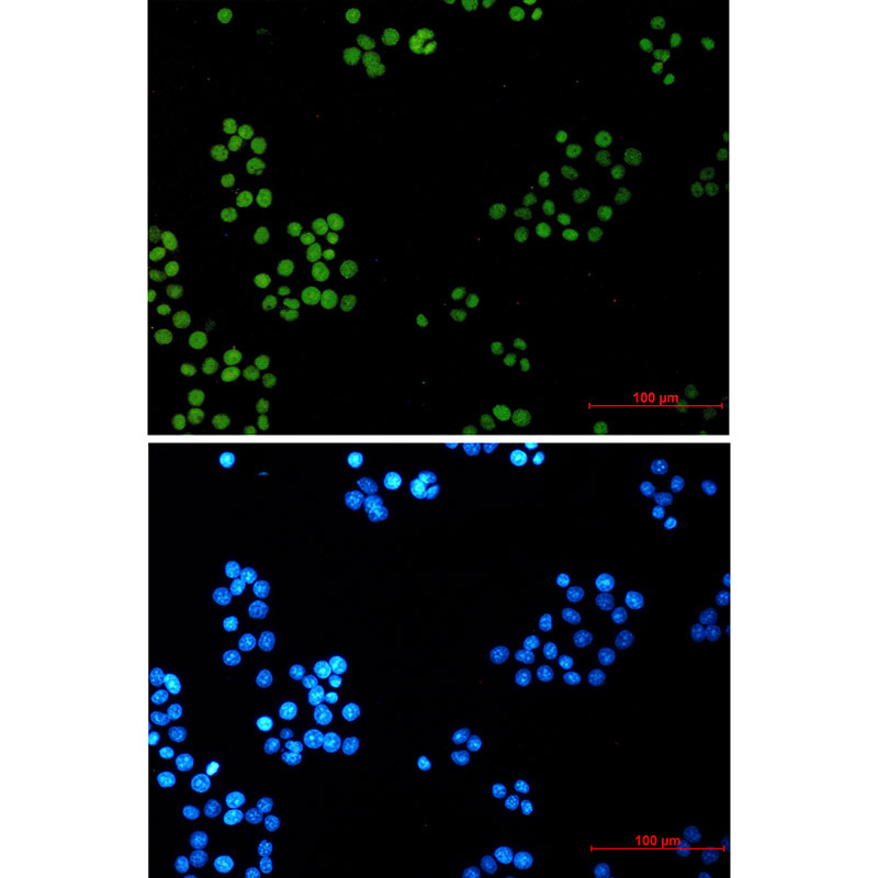 LIG1 Rabbit mAb ABZ3327