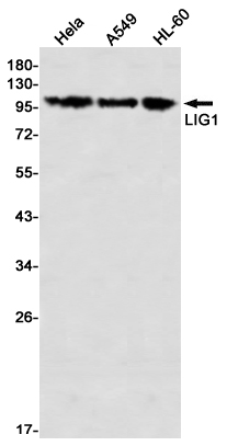 LIG1 Rabbit mAb ABZ3327