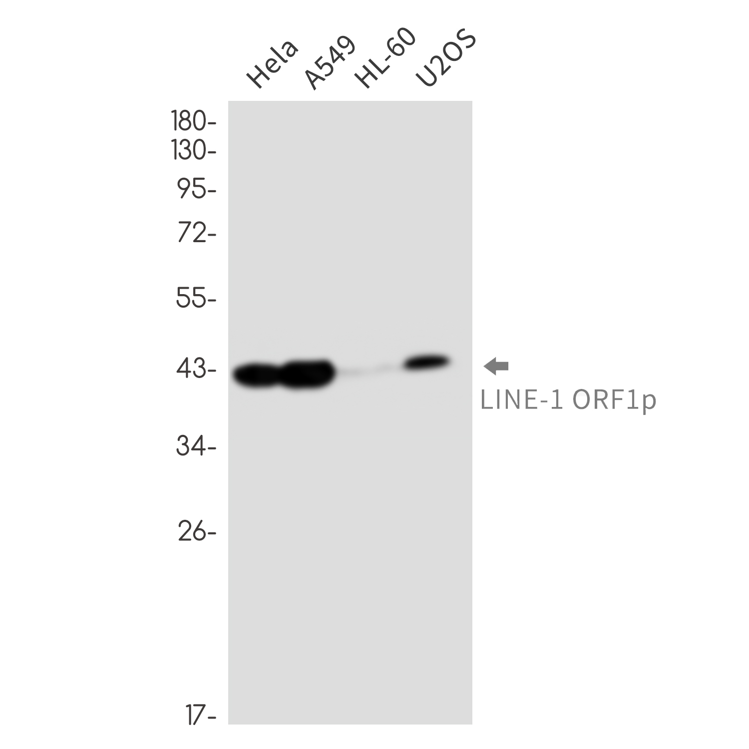 LINE 1 ORF1p Rabbit mAb ABZ3329