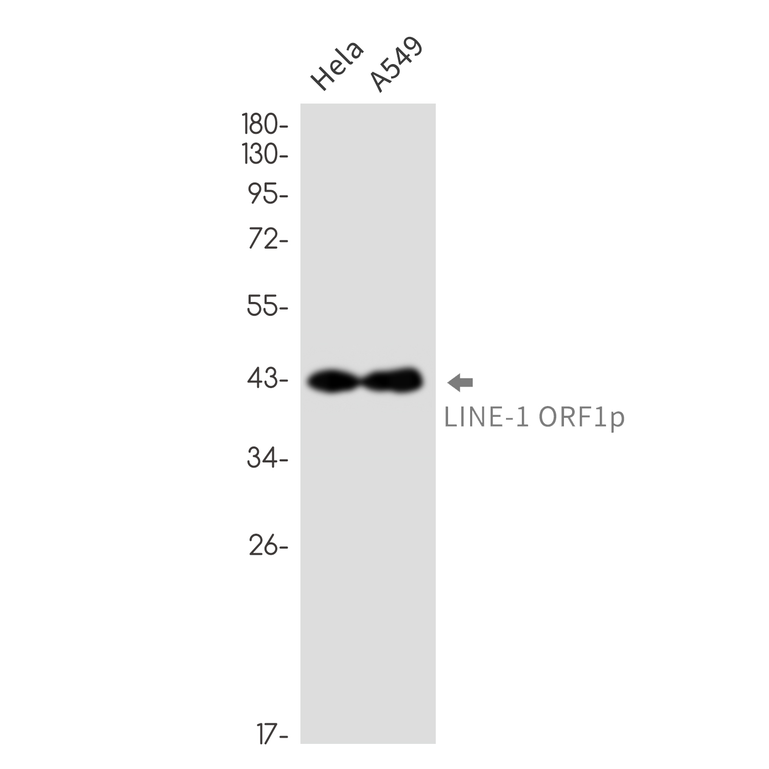 LINE 1 ORF1p Rabbit mAb ABZ3330