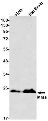 MRAS Rabbit mAb ABZ3337